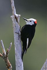 White-headed Woodpecker